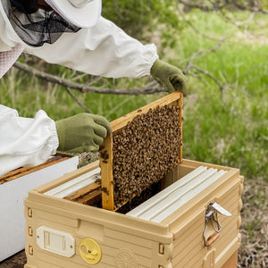 Local Honey